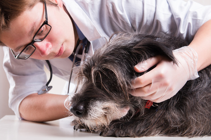 BELGIQUE VETERINAIRES - Fichier Base de 1 650 Vétérinaires avec emails